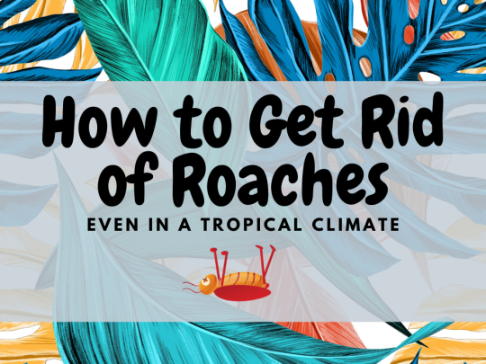 how to get rid of roaches